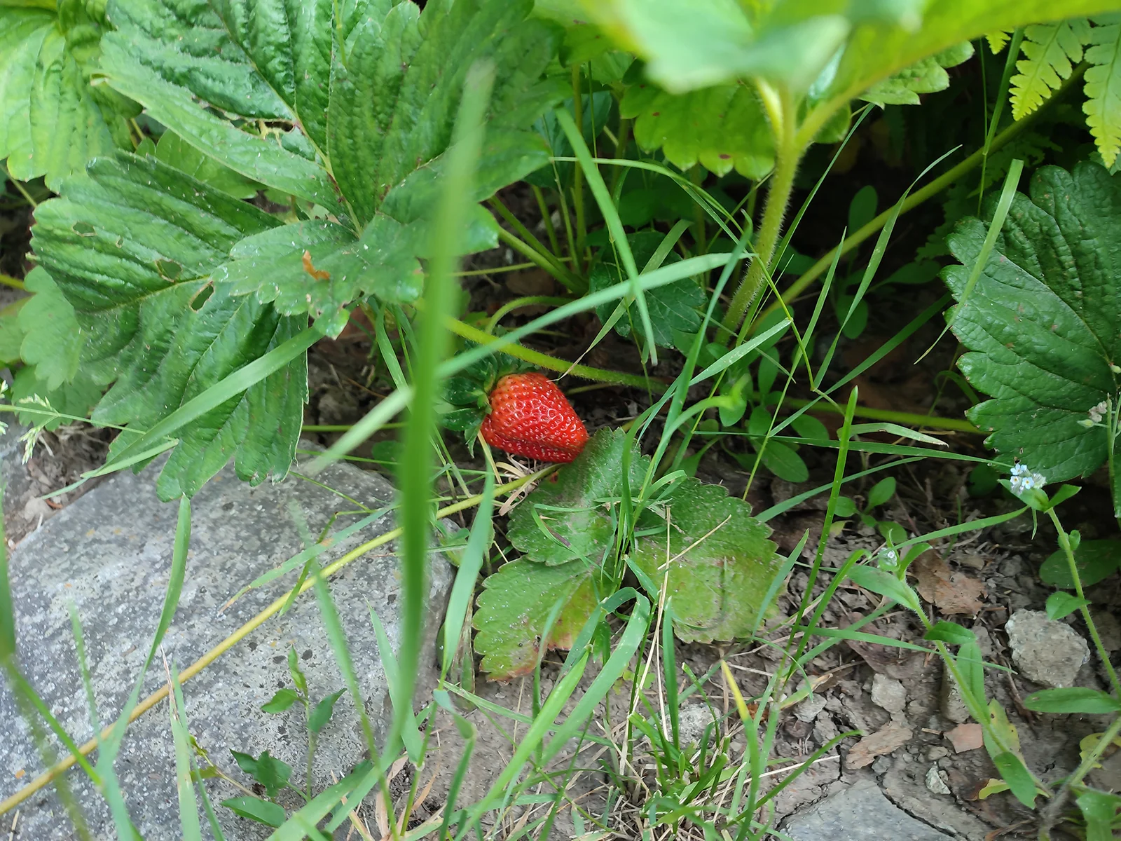 Rózsakert Kulcsosház - Ivó