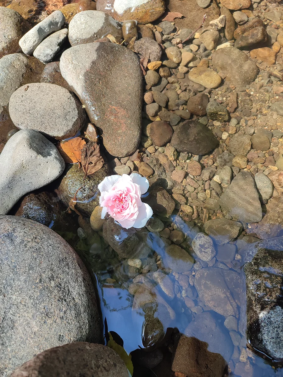 Rózsakert Kulcsosház - Ivó